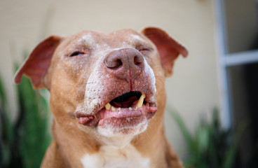 Smiling Happy Pit Bull Dog 