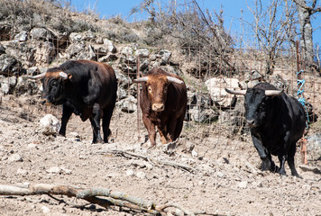Un toro marrón junto a sus hermanos en la ganadería 