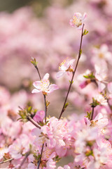 The peach blossoms blossom in the park in spring