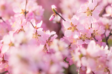Fototapeta na wymiar The peach blossoms blossom in the park in spring