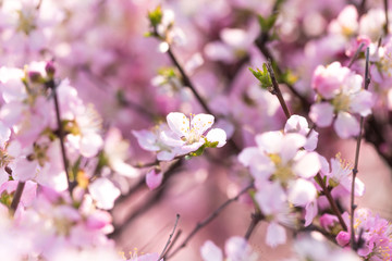 Obraz na płótnie Canvas The peach blossoms blossom in the park in spring