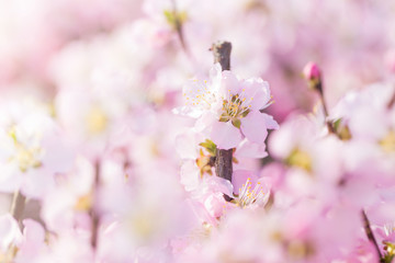 The peach blossoms blossom in the park in spring