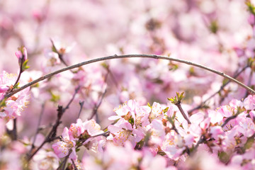 The peach blossoms blossom in the park in spring