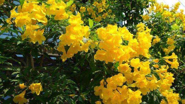 Green bushes with yellow bunches of Campsis.
