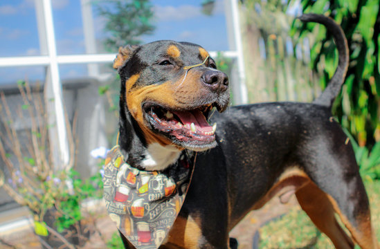 portrait of a dog Smiling
