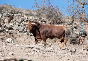 Un solitario toro marrón 