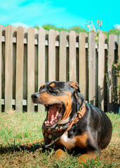 Tired Dog yawning in the grass