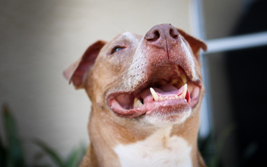 Happy Dog / Pit Bull 