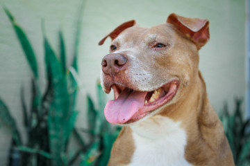 Obraz premium Happy Dog / Pit Bull 