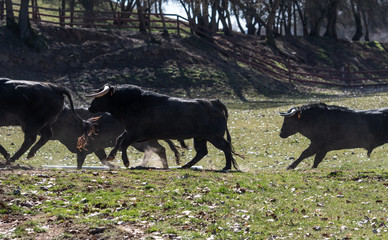Varios toros corriendo por el campo