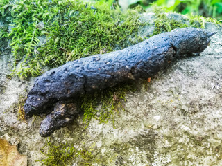 caca de animal sobre roca