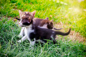 Fotos de lindos filhotinhos de gatos.
