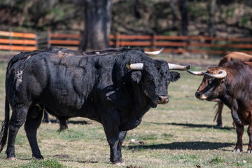 Varios toros muy tranquilos en la dehesa 