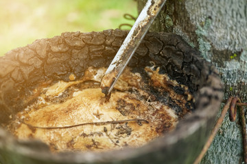 Rubber in natural bowl from rubber tree on green  background.