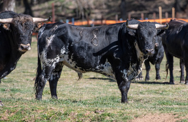 Un toro negro con una bonita Mancha blanca 