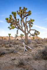 Joshua Trees in the deserts of California 