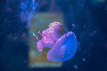 Obraz premium jellyfish in aquarium