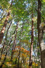 아름다운 가을 숲