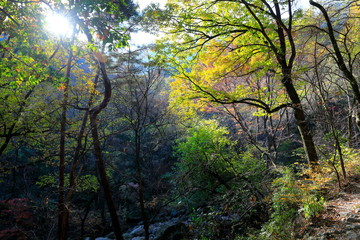 아름다운 가을 숲