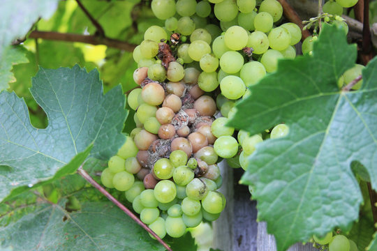 Grape disease. White grapes rot on the vine. Crop infected gray mold. Botrytis cinerea