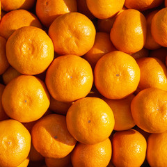 Many fresh ripe satsuma mandarin (Citrus unshiu) Closeup background, Ikuchi Island, Onomichi, Hiroshima, Japan