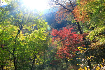 아름다운 가을 숲