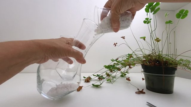 Gopro, POV at home. Productive quarantine. Making a Terrarium. Hands of elderly woman with vitiligo and scars planting seedlings of four-leaf clover, called lucky clover.