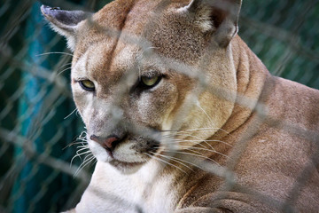 Laser Focus Big Cat 