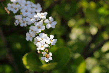 하얀 싸리꽃이 보이는 아름다운 풍경