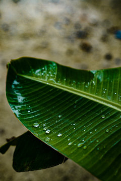 Rain teardrops on green banana tree leafs after rainy storm in Siargao, Philippines
