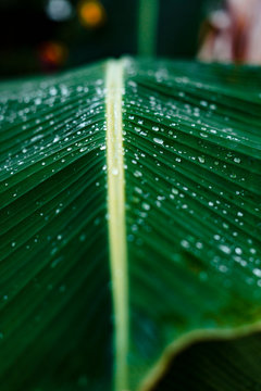 Rain teardrops on green banana tree leafs after rainy storm in Siargao, Philippines