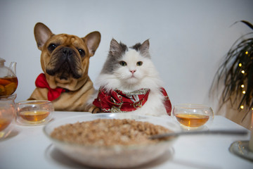 cat and dog came on a date in a cafe