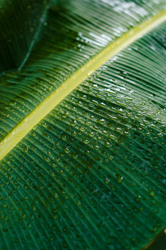 Rain teardrops on green banana tree leafs after rainy storm in Siargao, Philippines