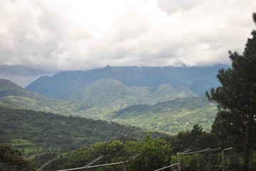 Naklejka premium Tropical forest of Panama 