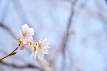 五分咲きの桜　コピースペース