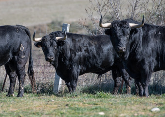 Varios toros de gran tamaño