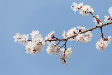 Beautiful apricot blossom in spring