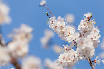 Beautiful apricot blossom in spring
