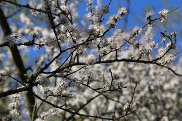 printemps 