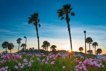 Photo sur Plexiglas Clearwater Beach, Floride Beautiful ocean landscape with palm trees and sunset. Florida beach. Clearwater beach Florida. Gulf of Mexico sunset. Pink Flowers. Tropical nature. 