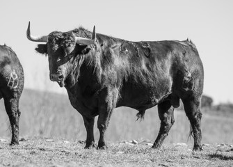 Un impresionante toro color blanco y negro 