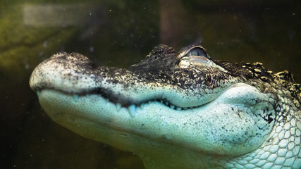 Aligator underwater