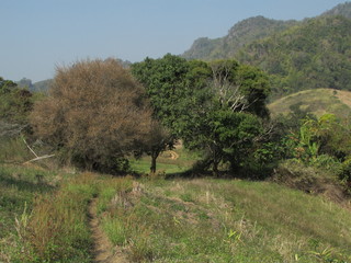 Trekking in Chiang Dao wildlife Sanctuary Lanna (Northern Thailand)