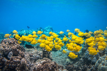 A group of yellow tangs fish swimming in the crystal clear water, Big Island, Hawaii