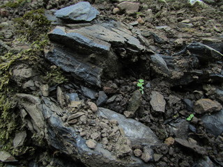 Fototapeta premium Trekking in Chiang Dao wildlife Sanctuary Lanna (Northern Thailand)