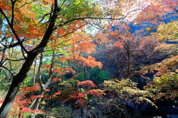 아름다운 가을 단풍 숲