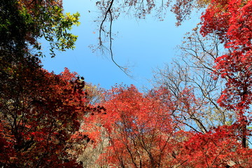 아름다운 가을 단풍 숲
