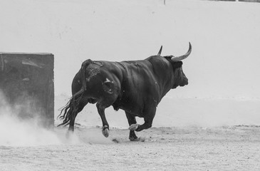 Un toro corriendo visto de espaldas 