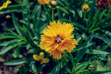 A honey bee collects pollen from a Yellow flower