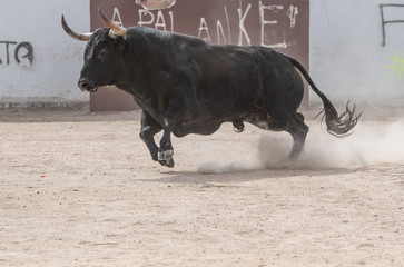 Un toro negro levanta polvo 